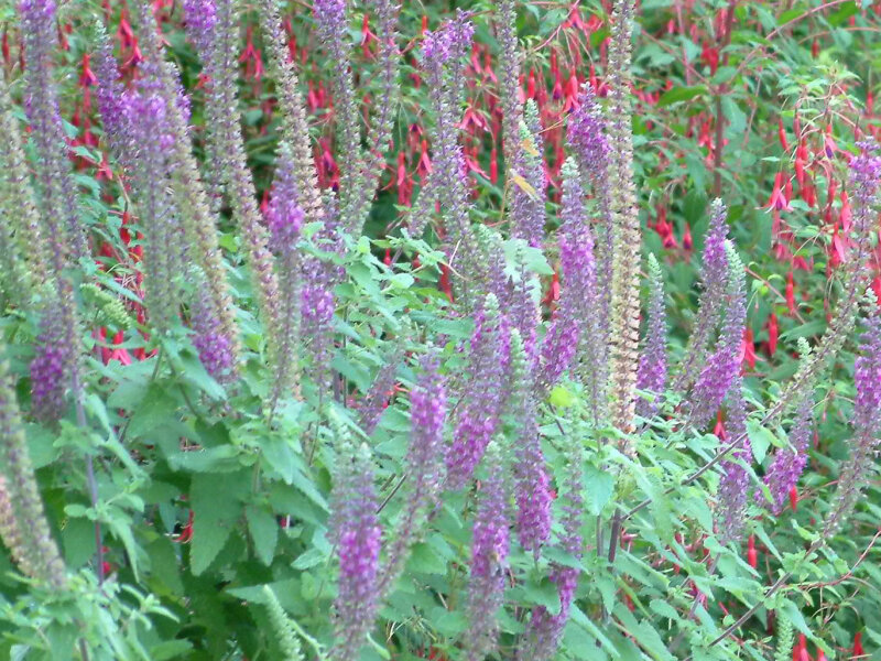 Teucrium hircanicum
