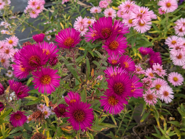 Aster (Symphyotrichum) novae-angliae RubinschatzP1