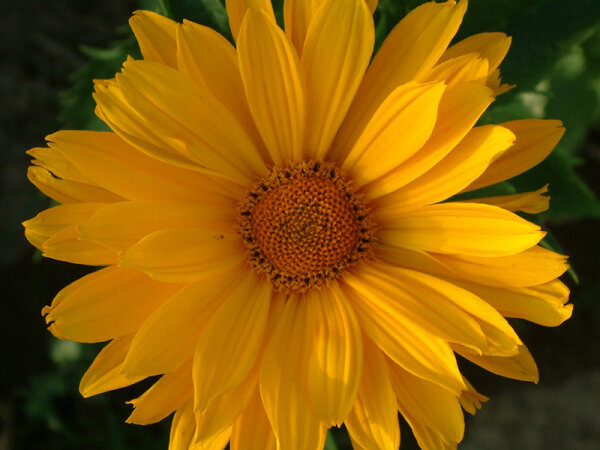 Heliopsis helianthoides var. scabra VenusP1