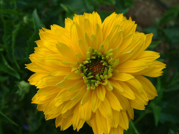 Heliopsis helianthoides var. scabra GoldgrünherzP1