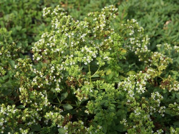 Origanum x majoricum Sizilien