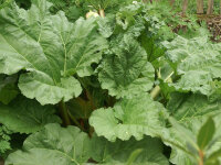 Rheum rhabarbarum Holsteiner Blut C3