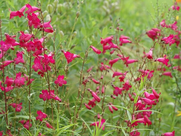 Penstemon hartwegii Paul Schönholzer P1
