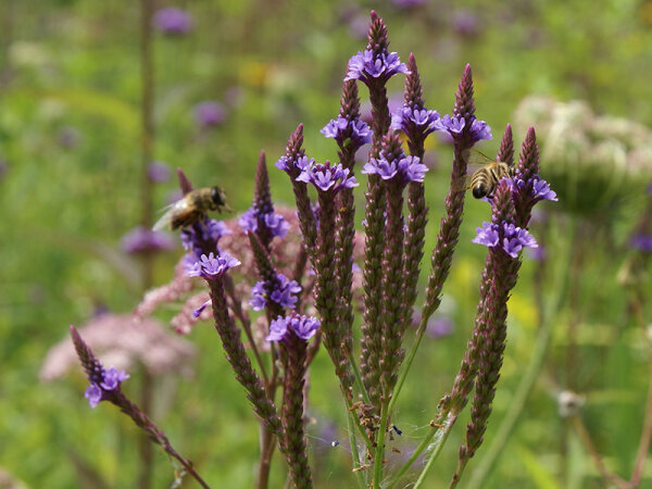 Verbena hastata Blue Spires