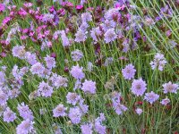 Scabiosa columbaria P1