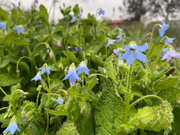Borago pygmaea