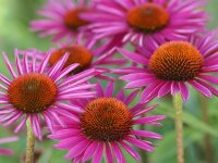 Echinacea purpurea JS Roho