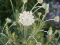 Daucus carota