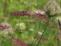 Daucus carota Dara
