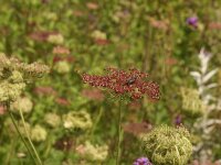 Daucus carota Dara