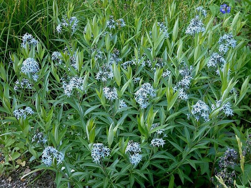 Amsonia tabernaemontana var. salicifolia Black Stem