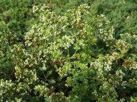 Origanum x majoricum Lago Maggiore
