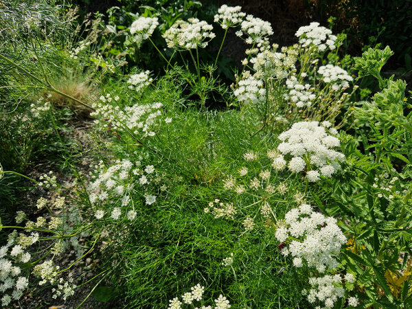 Athamanta turbith ssp. haynaldii