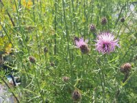 Centaurea diffusa