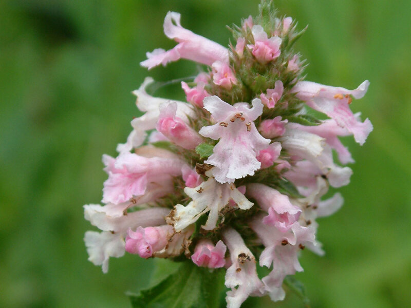 Betonica (Stachys) officinalis f. rosea