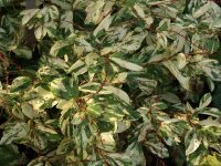 Persicaria virginiana (filiformis) Painter`s Palette P1