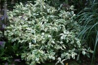 Persicaria virginiana (filiformis) Painter`s Palette P1