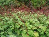Persicaria virginiana (filiformis) P1