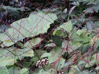 Persicaria virginiana (filiformis) P1
