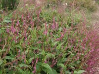 Bistorta (Persicaria) amplexicaulis Rowden Gem P1