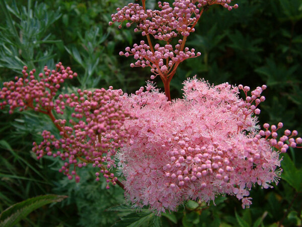 Filipendula rubra Venusta Magnifica P1