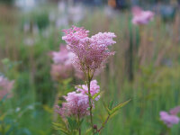 Filipendula rubra Venusta Magnifica P1