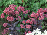 Sedum Hybride Karfunkelstein
