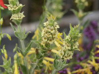 Sideritis syriaca