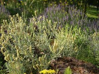 Sideritis syriaca