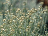 Helichrysum italicum Dwarf Curry
