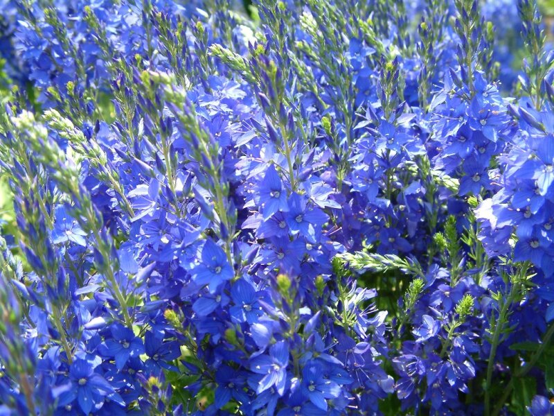 Veronica austriaca subsp. teucrium