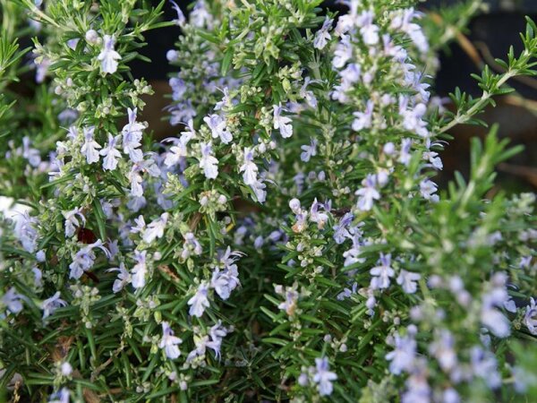 Rosmarinus officinalis (Prostratus-Gruppe) Capri P1