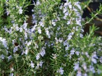 Rosmarinus officinalis (Prostratus-Gruppe) Capri P1