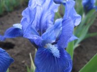 Iris barbata-nana Pepita