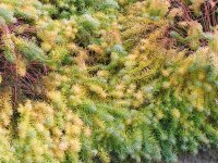 Euphorbia cyparissias Orange Man