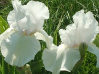 Iris barbata-elatior Cliffs of Dover P1