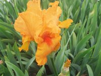 Iris barbata-elatior Feu du Ciel P1