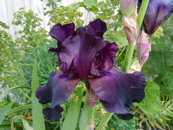 Iris barbata-elatior Superstition P1