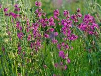 Lychnis viscaria Splendens