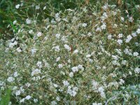 Scabiosa (Lomelosia) argentea (c.f.)