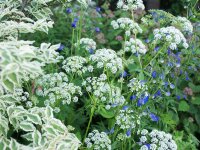 Aegopodium podagraria Variegatum