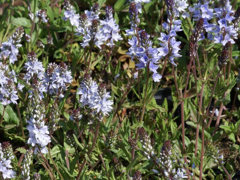 Veronica prostrata