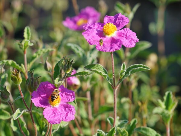 Cistus creticus P1