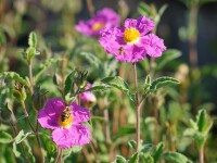 Cistus creticus P1