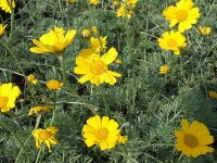 Anthemis marschalliana P1