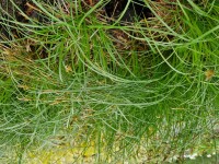 Carex umbrosa Partnachklamm