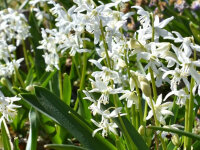 Scilla siberica Alba (15 Stk.)