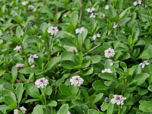 Phyla (Lippia) nodiflora