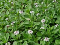 Phyla (Lippia) nodiflora