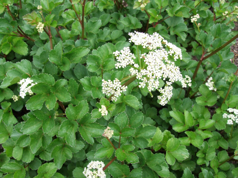 Ligusticum scoticum P1